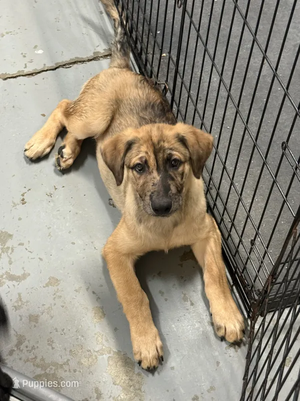 Rocket  – Belgian Malinois, Dutch Shepherd puppy for sale in Waxhaw, NC
