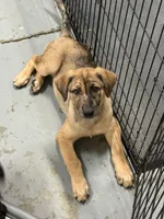 Rocket , a male Belgian Malinois and Dutch Shepherd for sale in Waxhaw, NC – 1 of 10