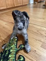Journey, a male Belgian Malinois and Dutch Shepherd for sale in Waxhaw, NC – 2 of 6