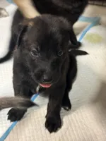 Wunder (German for Miracle), a male Belgian Malinois and Dutch Shepherd for sale in Waxhaw, NC – 5 of 7