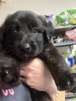 Wunder (German for Miracle), a male Belgian Malinois and Dutch Shepherd for sale in Waxhaw, NC – 4 of 7