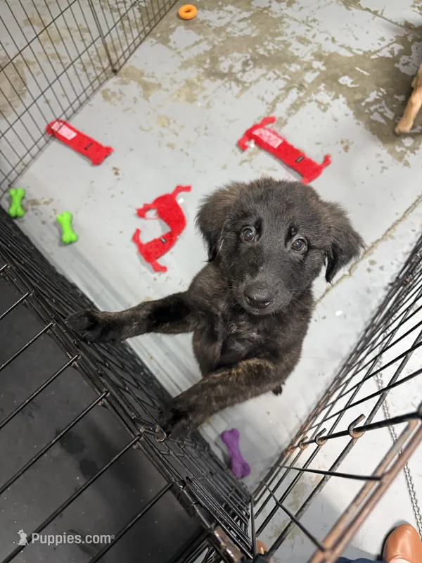 Wunder (German for Miracle) – Belgian Malinois, Dutch Shepherd puppy for sale in Waxhaw, NC
