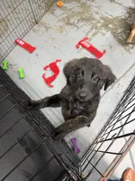 Wunder (German for Miracle), a male Belgian Malinois and Dutch Shepherd for sale in Waxhaw, NC – 2 of 7