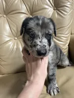 Journey, a male Belgian Malinois and Dutch Shepherd for sale in Waxhaw, NC – 5 of 6