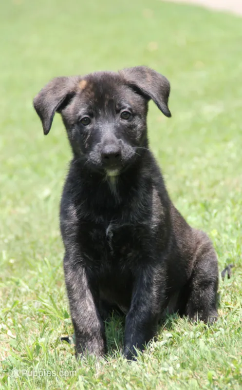 Roxy – Belgian Malinois, Dutch Shepherd puppy for sale in Waxhaw, NC
