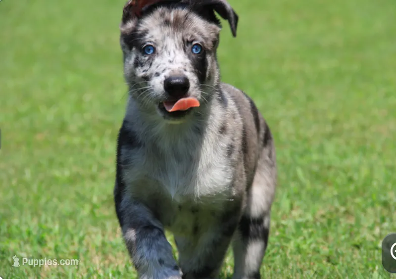 Journey – Belgian Malinois, Dutch Shepherd puppy for sale in Waxhaw, NC