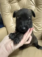 Jewel, a male Belgian Malinois and Dutch Shepherd for sale in Waxhaw, NC – 3 of 4