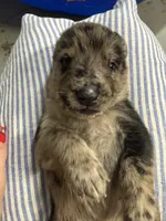 Bruno, a male Belgian Malinois and Dutch Shepherd for sale in Waxhaw, NC – 5 of 6