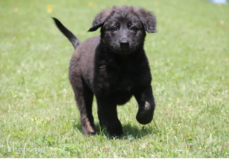 Wunder (German for Miracle) – Belgian Malinois, Dutch Shepherd puppy for sale in Waxhaw, NC