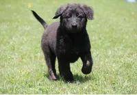 Wunder (German for Miracle), a male Belgian Malinois and Dutch Shepherd for sale in Waxhaw, NC – 1 of 7