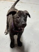 Roxy, a female Belgian Malinois and Dutch Shepherd for sale in Waxhaw, NC – 2 of 4