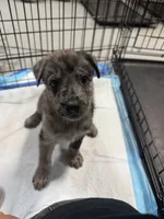 Bruno, a male Belgian Malinois and Dutch Shepherd for sale in Waxhaw, NC – 2 of 6