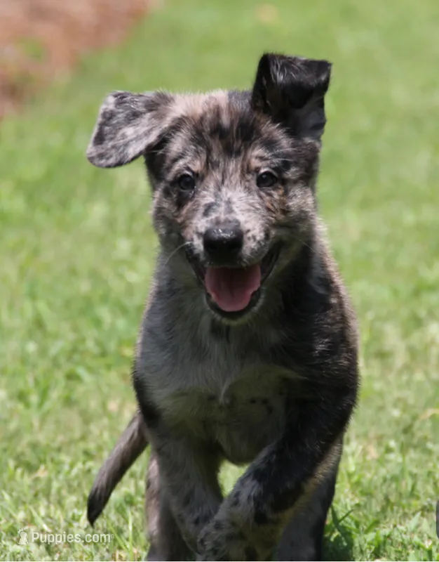 Bruno – Belgian Malinois, Dutch Shepherd puppy for sale in Waxhaw, NC