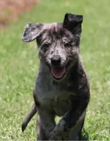 Bruno, a male Belgian Malinois and Dutch Shepherd for sale in Waxhaw, NC – 1 of 6