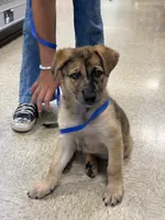 Rocket , a male Belgian Malinois and Dutch Shepherd for sale in Waxhaw, NC – 6 of 10