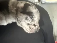 Journey, a male Belgian Malinois and Dutch Shepherd for sale in Waxhaw, NC – 6 of 6