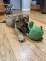 Rocket , a male Belgian Malinois and Dutch Shepherd for sale in Waxhaw, NC – 4 of 7