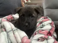 Roxy, a female Belgian Malinois and Dutch Shepherd for sale in Waxhaw, NC – 3 of 4