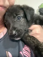 Roxy, a female Belgian Malinois and Dutch Shepherd for sale in Waxhaw, NC – 4 of 4