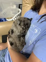 Bruno, a male Belgian Malinois and Dutch Shepherd for sale in Waxhaw, NC – 6 of 6
