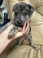 Bruno, a male Belgian Malinois and Dutch Shepherd for sale in Waxhaw, NC – 3 of 6