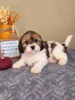 Birdie, a female Cavapoo for sale in Louisville, KY – 3 of 4