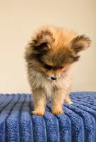 Porter, a male Pomeranian for sale in Louisville, KY – 2 of 4