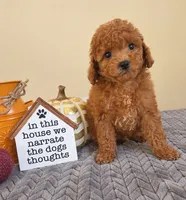 Binx, a male Cavapoo for sale in Louisville, KY – 1 of 3