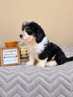 Patch, a male Bernedoodle for sale in Louisville, KY – 1 of 4