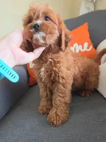 Luke, a male Cavapoo for sale in Louisville, KY – 4 of 4