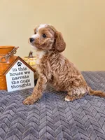 Cookie, a male Cavapoo for sale in Louisville, KY – 4 of 5