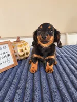 Zelda, a female Miniature Dachshund for sale in Louisville, KY – 7 of 7