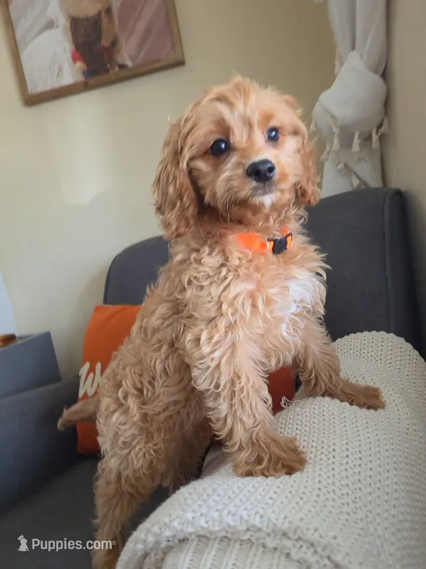 Gilmore – Cavapoo puppy for sale in Louisville, KY