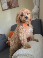 Gilmore, a male Cavapoo for sale in Louisville, KY – 1 of 3