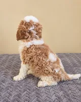 Flynn, a male Cavapoo for sale in Louisville, KY – 3 of 3