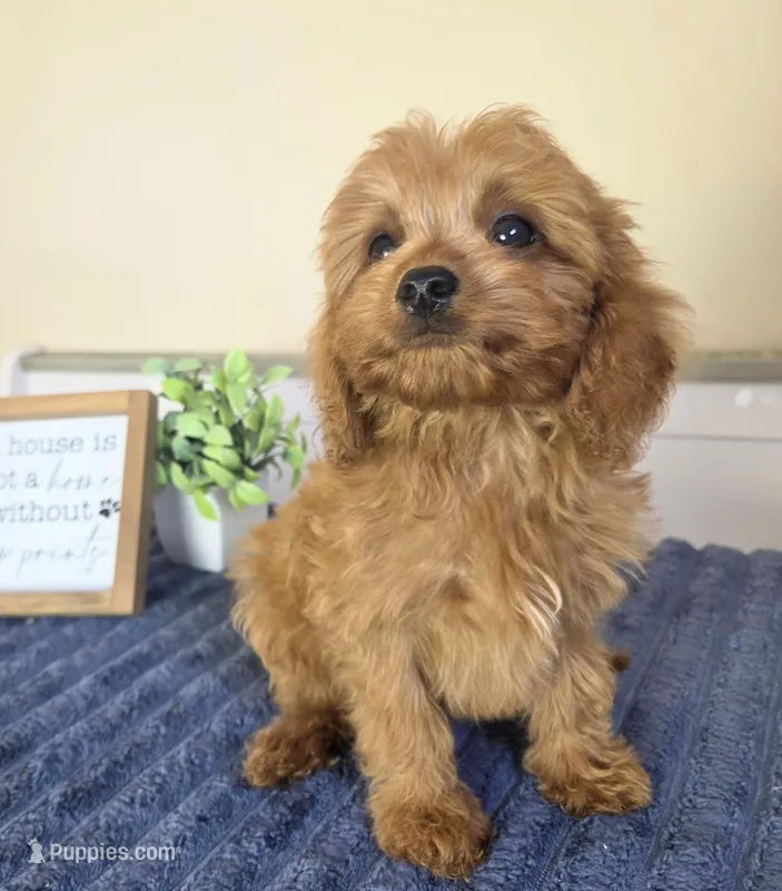Clark – Cavapoo puppy for sale in Louisville, KY