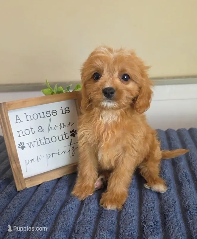 Sir Butters – Cavapoo puppy for sale in Louisville, KY
