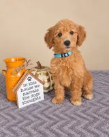 Sadie, a male Miniature Goldendoodle for sale in Louisville, KY – 2 of 2