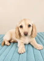 Dallas, a male Miniature Dachshund for sale in Louisville, KY – 2 of 3