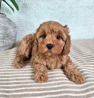 Clementine, a female Cavapoo for sale in Louisville, KY – 2 of 2
