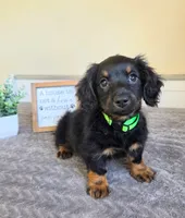 Mocha- AKC, a male Miniature Dachshund for sale in Louisville, KY – 3 of 7