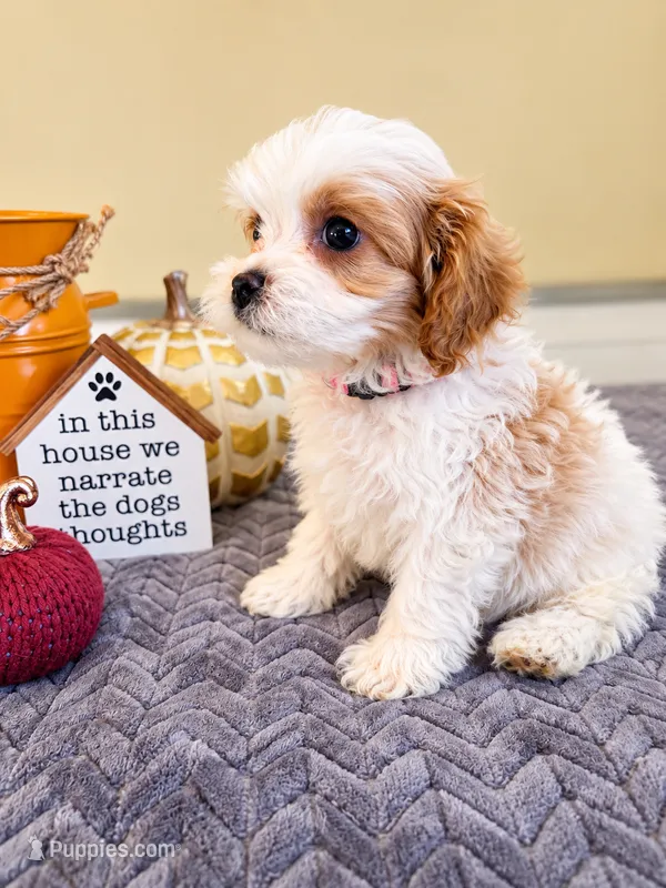 Casper – Cavapoo puppy for sale in Louisville, KY