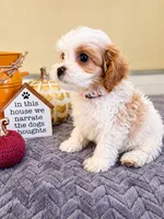 Casper, a male Cavapoo for sale in Louisville, KY – 1 of 3