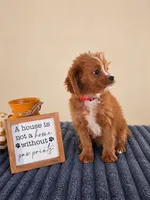Newman, a male Cavapoo for sale in Louisville, KY – 3 of 5