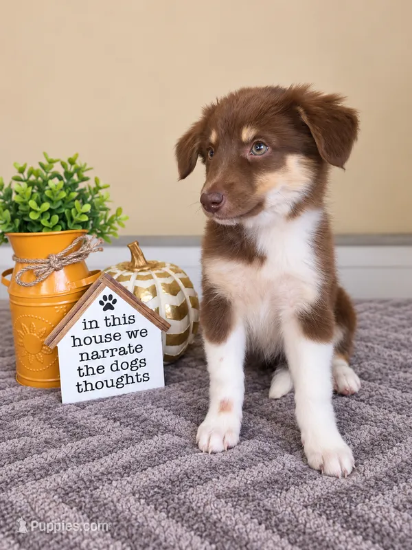 Olive – Australian Shepherd puppy for sale in Louisville, KY