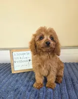 Clark, a male Cavapoo for sale in Louisville, KY – 5 of 7