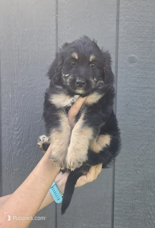 Benny – Miniature Bernedoodle puppy for sale in Louisville, KY