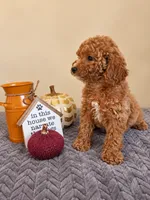 Penny , a female Cavapoo for sale in Louisville, KY – 2 of 3