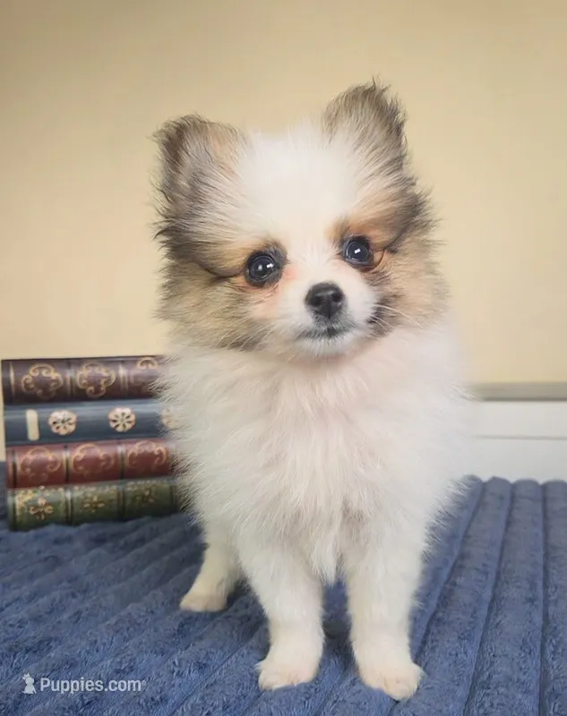 Piper – Pomeranian puppy on hold in Louisville, KY