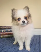 Piper, a female Pomeranian for sale in Louisville, KY – 1 of 4
